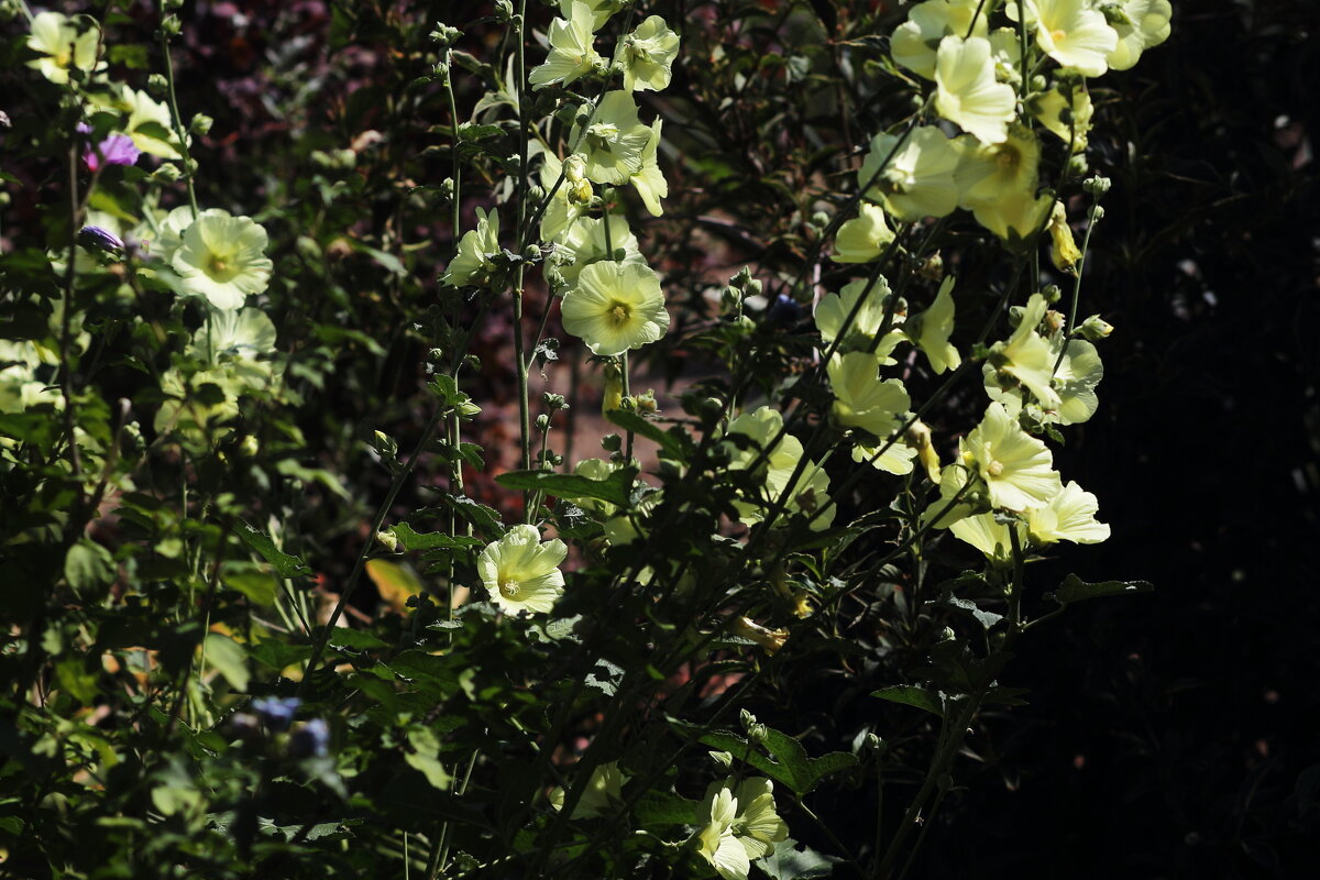 Мальва - Юрий Гайворонскiий