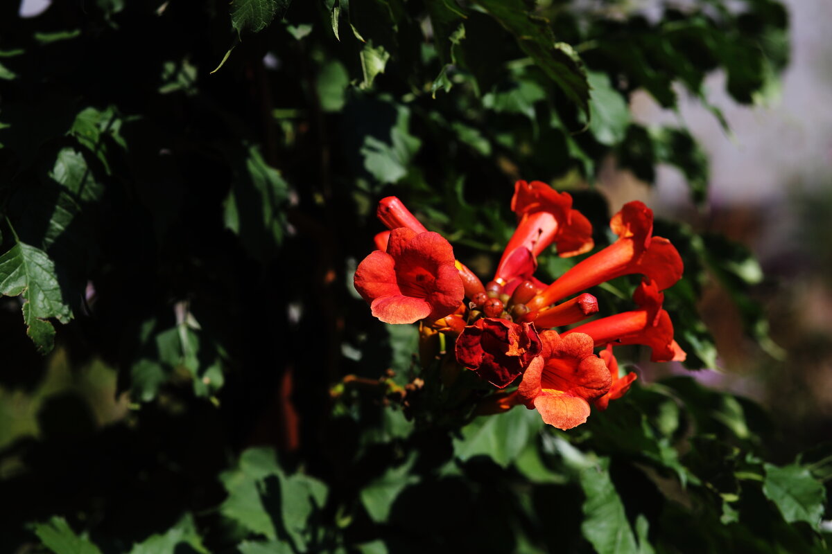 Лиана - Юрий Гайворонскiий