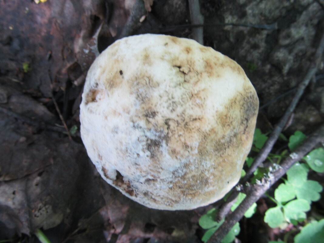 луна упала в лес - Елена Шаламова