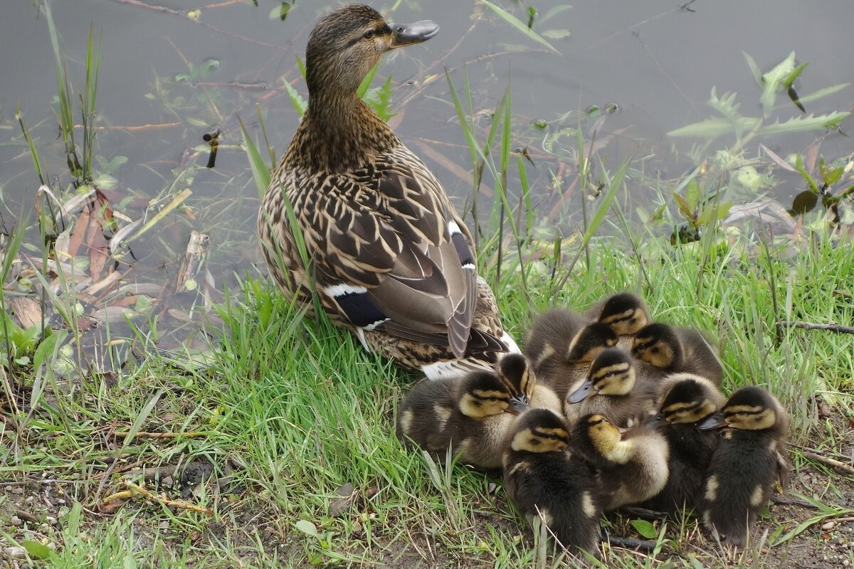 Утиный выводок - Рита Симонова Утиный выводок - Рита Симонова