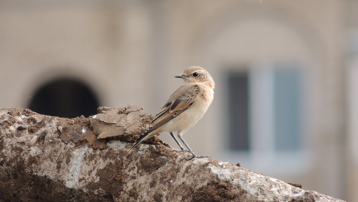 Птичка похожая на воробья . - Вик Токарев