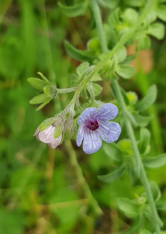 Чернокорень (крысогон, циноглоссум) - Tata Wolf