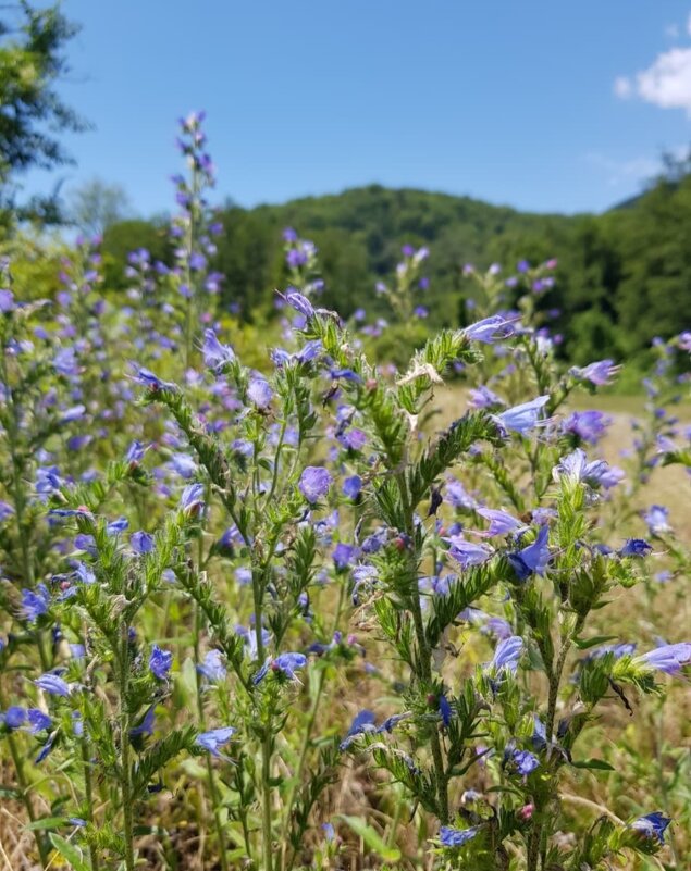 Синяк обыкновенный - Tata Wolf