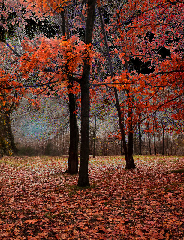 Роща красных дубов в Соловьях в октябре - Евгений Роща красных дубов в Соловьях в октябре - Евгений