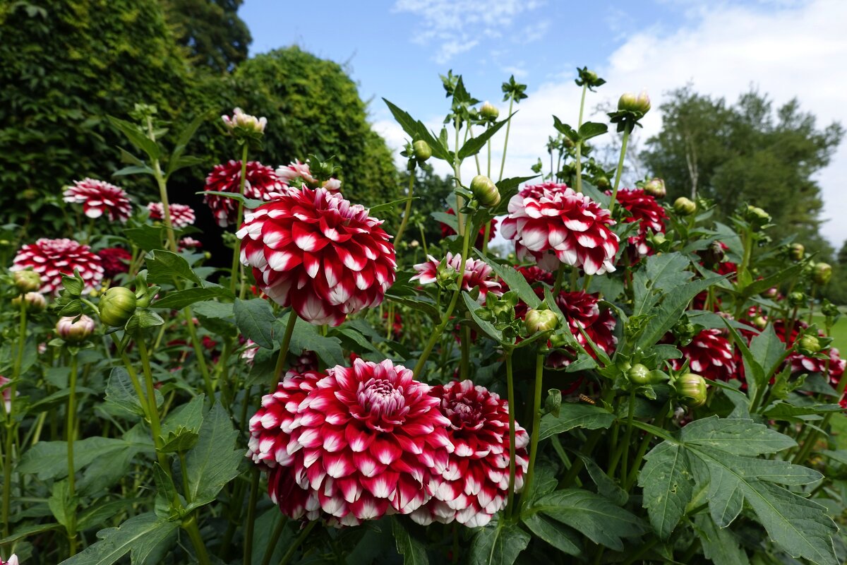 Георгины, георгины, До чего ж вы хороши! ... - Галина Георгины, георгины, До чего ж вы хороши! ... - Галина