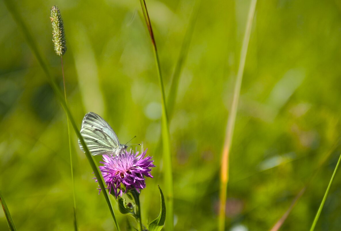 Попытка снять бабочку - Магомед . Попытка снять бабочку - Магомед .