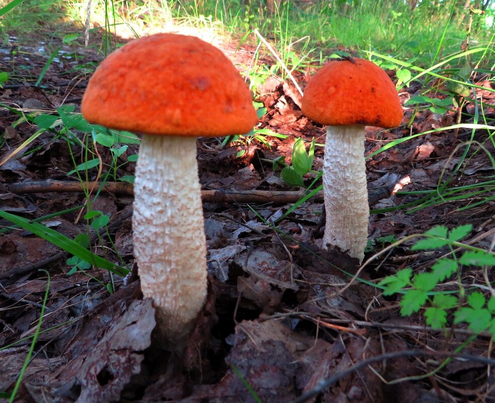 Выстроились в ряд - Андрей Снегерёв Выстроились в ряд - Андрей Снегерёв