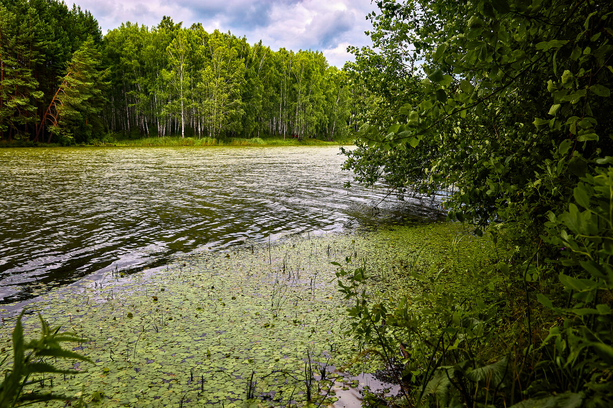 Старый пруд - Cергей Александров