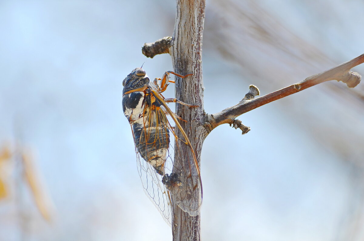 Певчая цикада (горная). - Оля Богданович