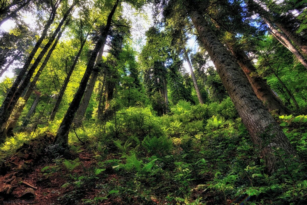 На склоне леса - Mikhail Irtyshskiy