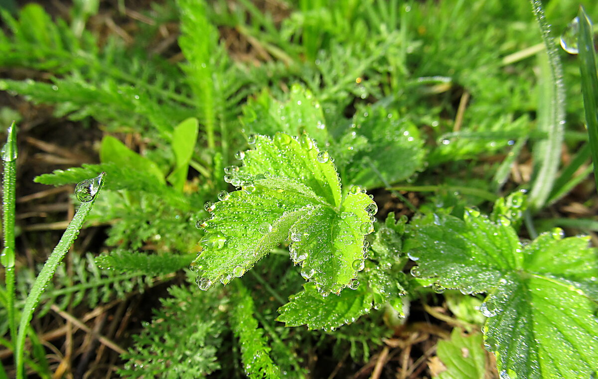 После дождя - PRP 