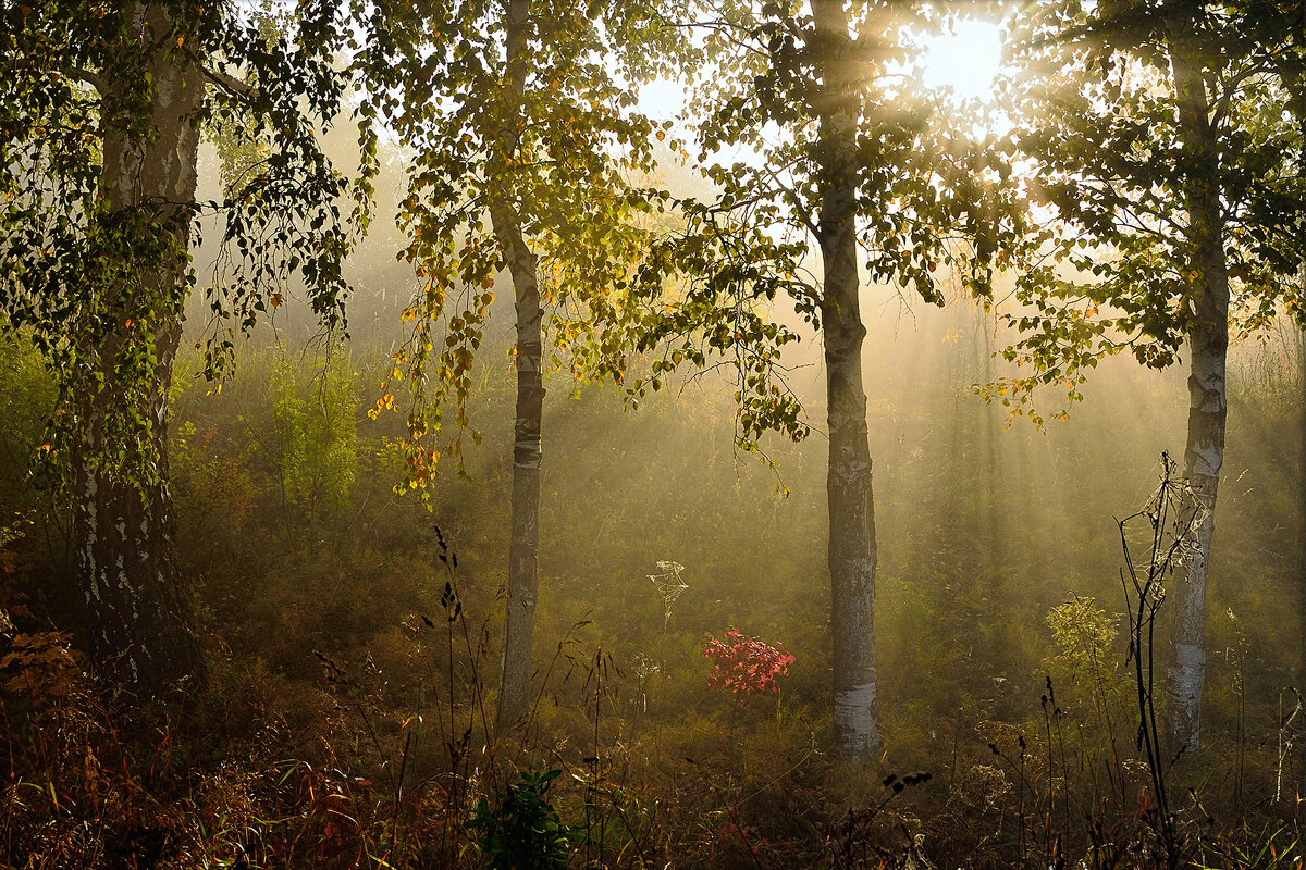 Утренняя сказка - Максим Сорокин