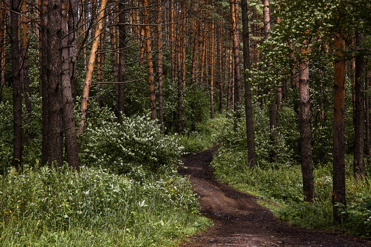 Лесной тропой - Cергей Александров