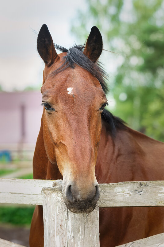 Лошадка - Alex Bush Лошадка - Alex Bush