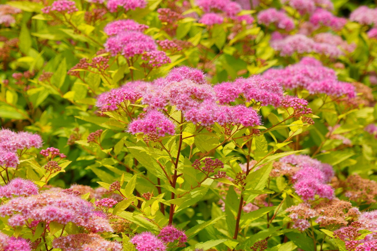 Газон - Сергей Беляев