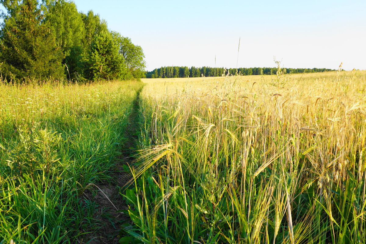 Полевая дорожка - Сергей Ц