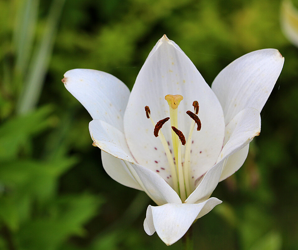 С последним днём июля, месяца лилий! - Светлана 