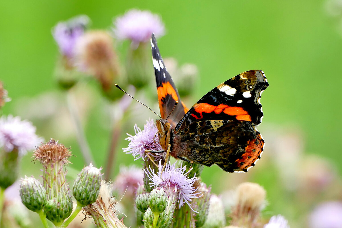 бабочки этого лета 4 - Александр Прокудин