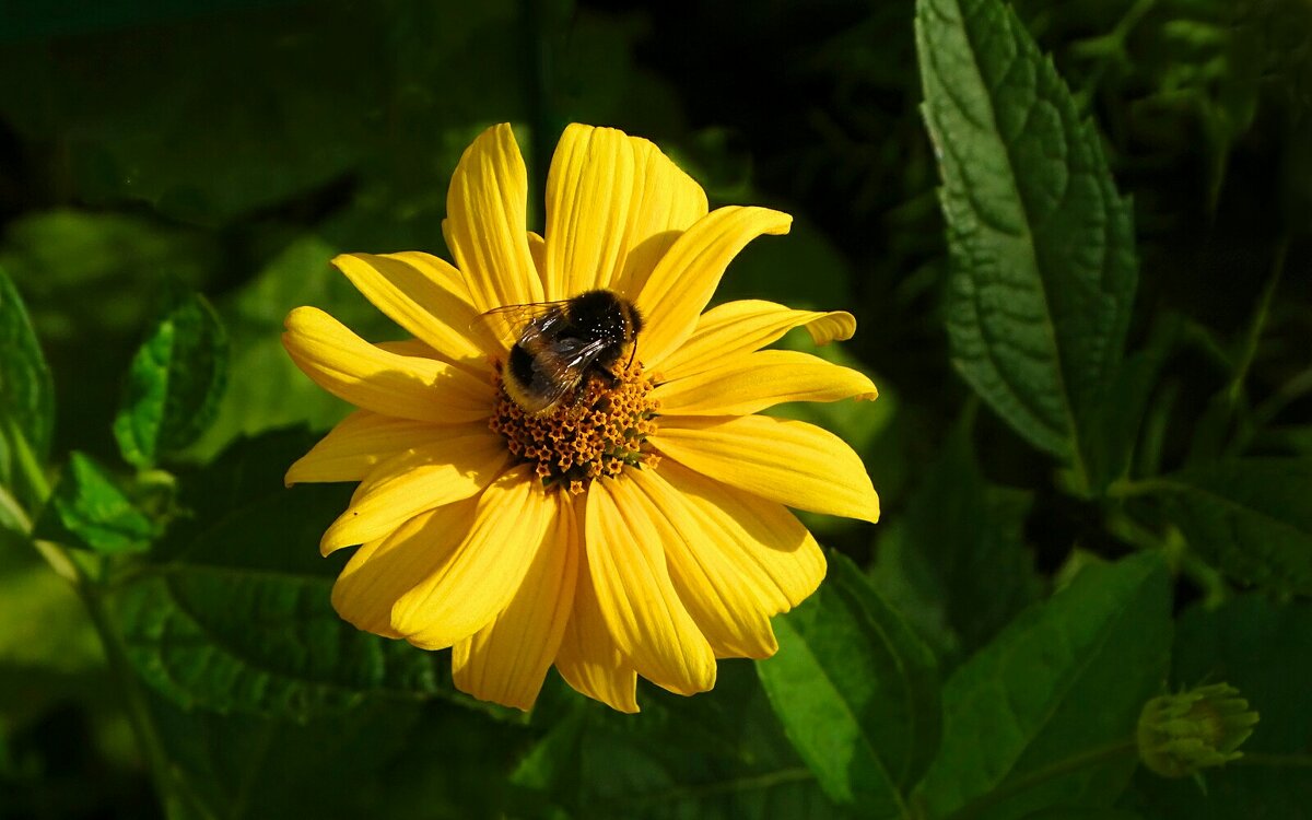 Картинка лета. - Милешкин Владимир Алексеевич 