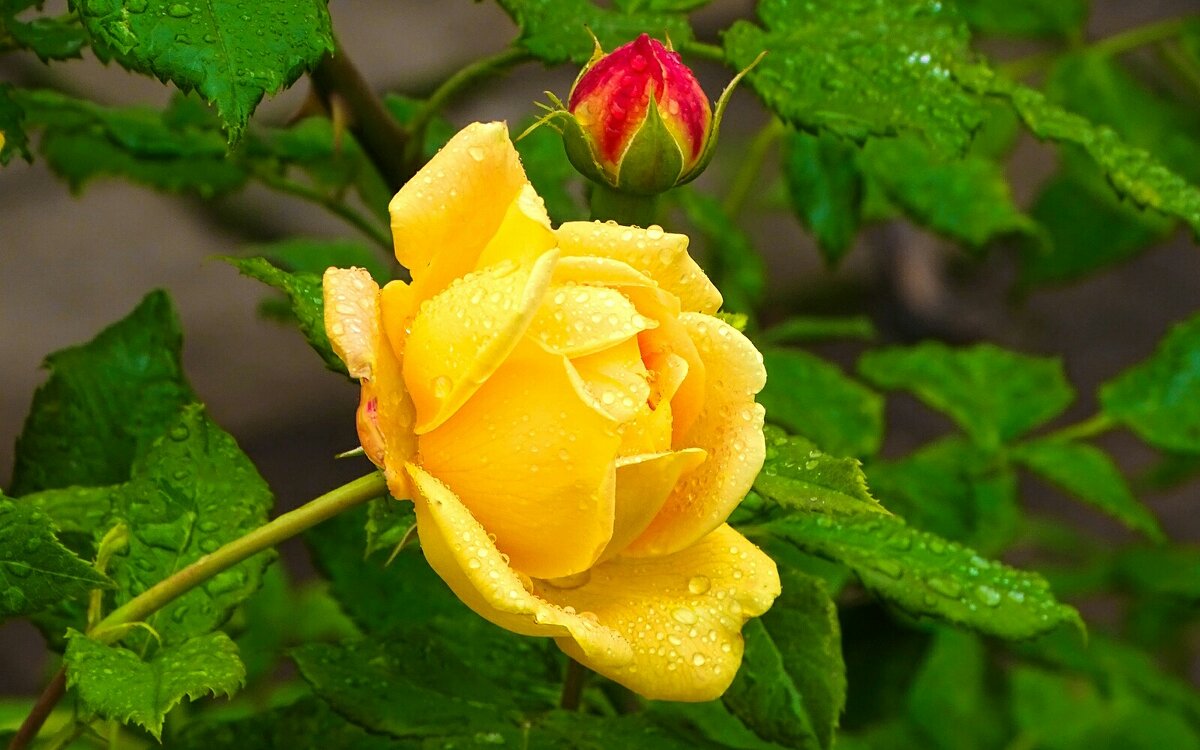 Роза с каплями дождя. - Милешкин Владимир Алексеевич 