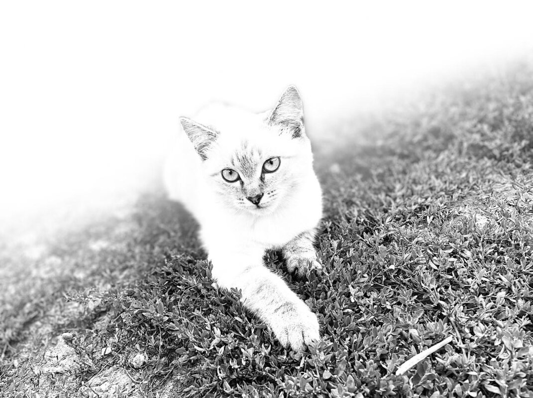 Кот, а может кошка - Альмир 