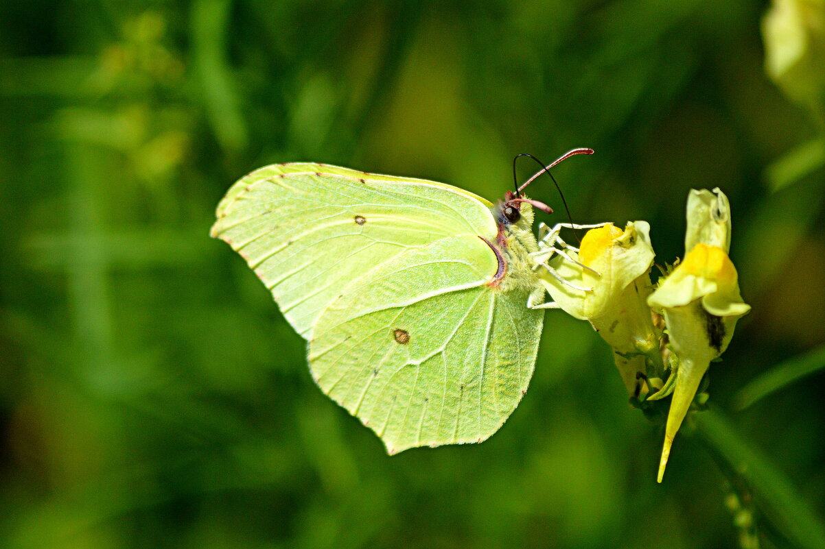 Лимонница - Татьяна Лютаева Лимонница - Татьяна Лютаева