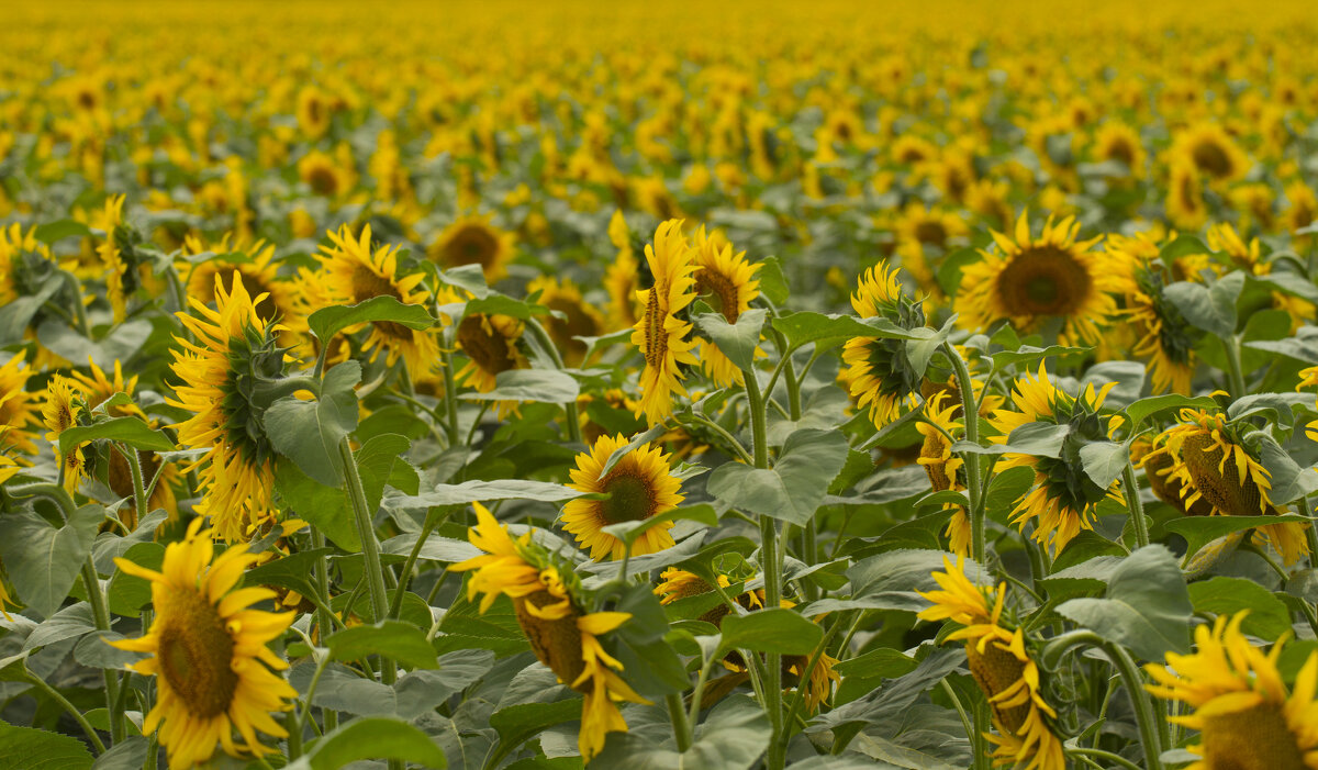 Море - Олег Денисов