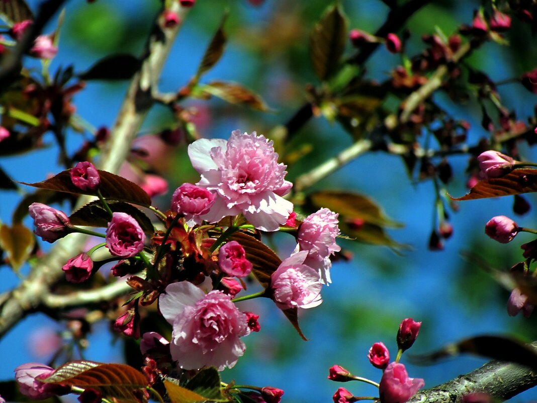 Весна - Роман Савоцкий