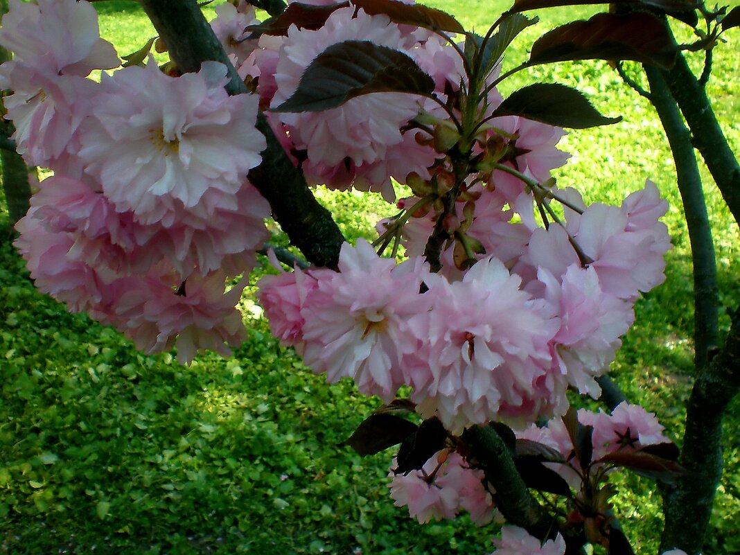 Весна - Роман Савоцкий