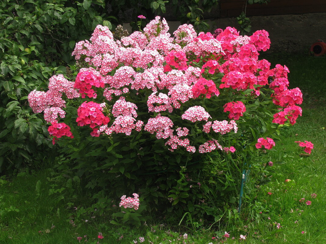 Букет в саду - Людмила Смородинская