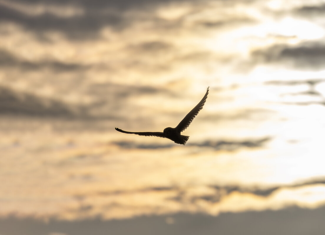 сова болотная. - юрий макаров сова болотная. - юрий макаров