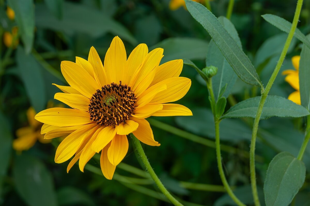 Одна из разновидности подсолнуха - Игорь Сикорский