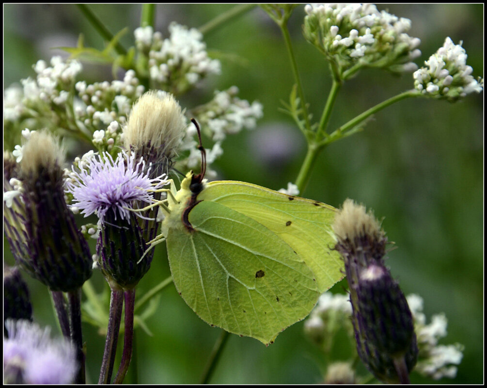 *** - Aleksandr Gal *** - Aleksandr Gal