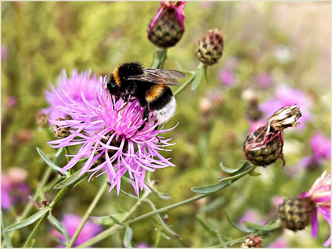 Цветы полевые. - Валерия Комова