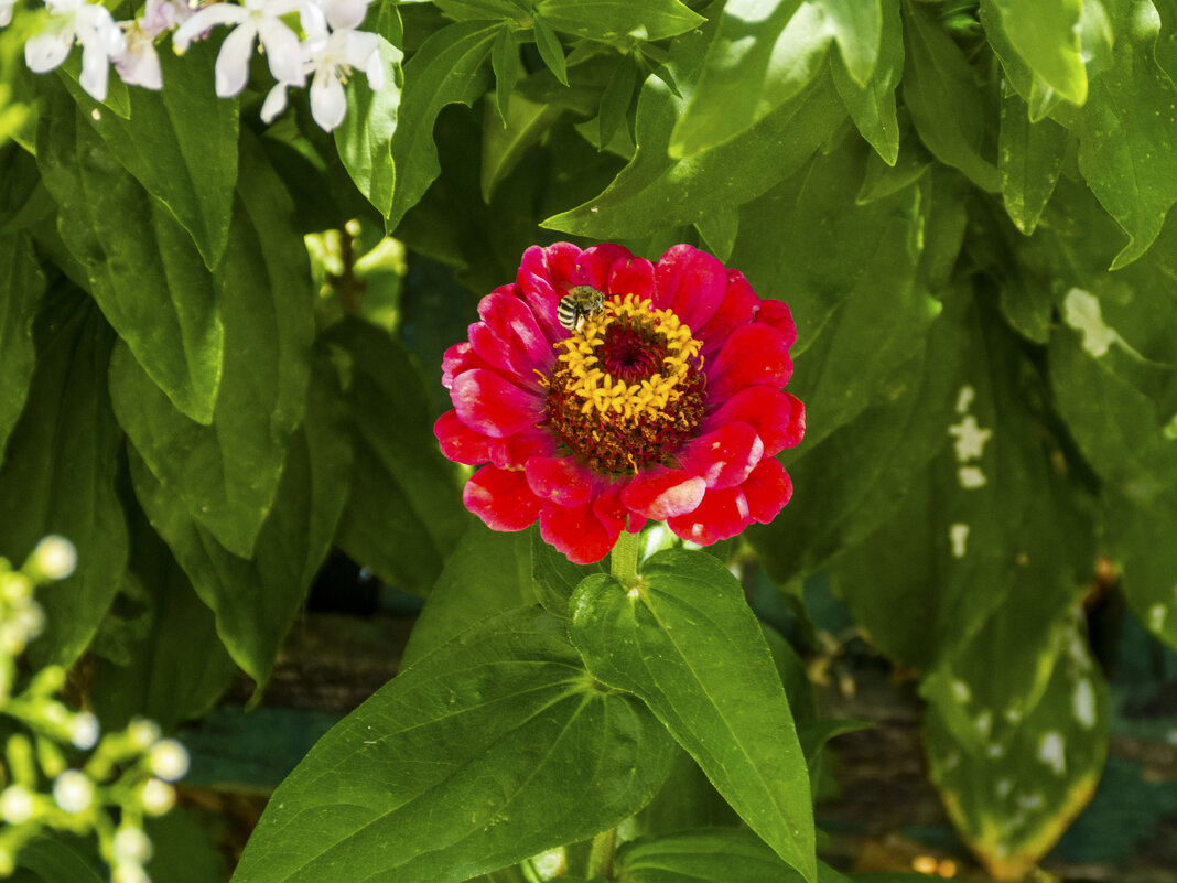 Циния и Дикая Пчёлка - Валентин Семчишин