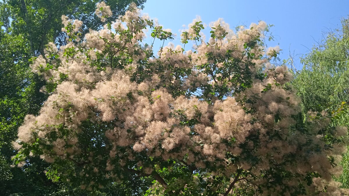 скумпия - Елена Шаламова