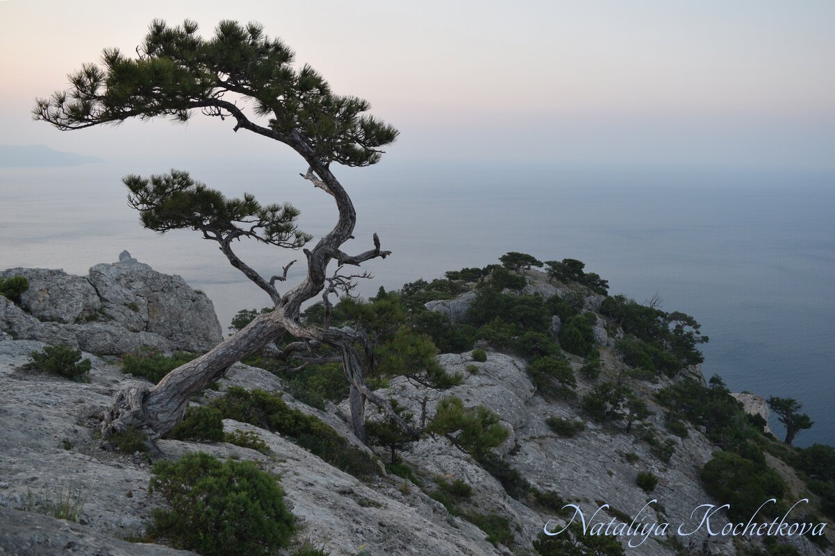 Природа Крыма - Amazing Cosmea