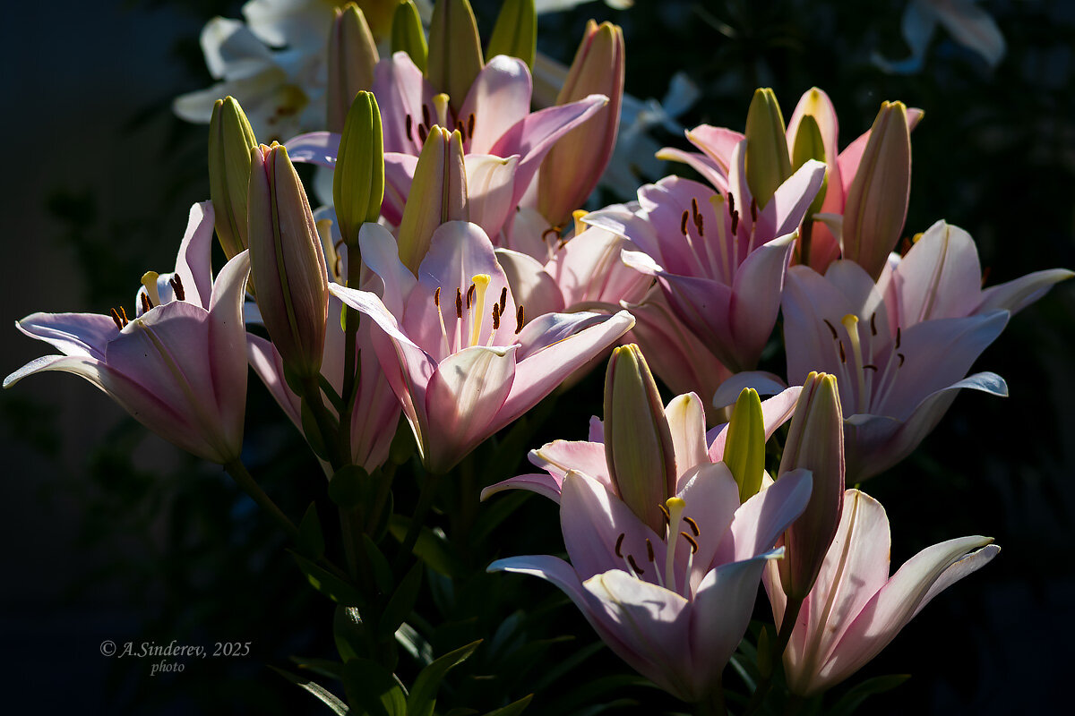 Розовые лилии - Александр Синдерёв