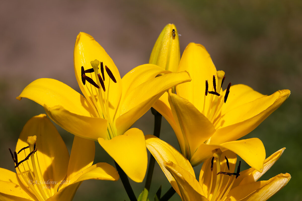 Цветки жёлтой лилии - Александр Синдерёв