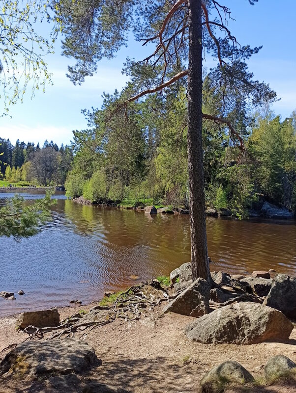 Скальный парк Монрепо в Выборге - Ольга Довженко