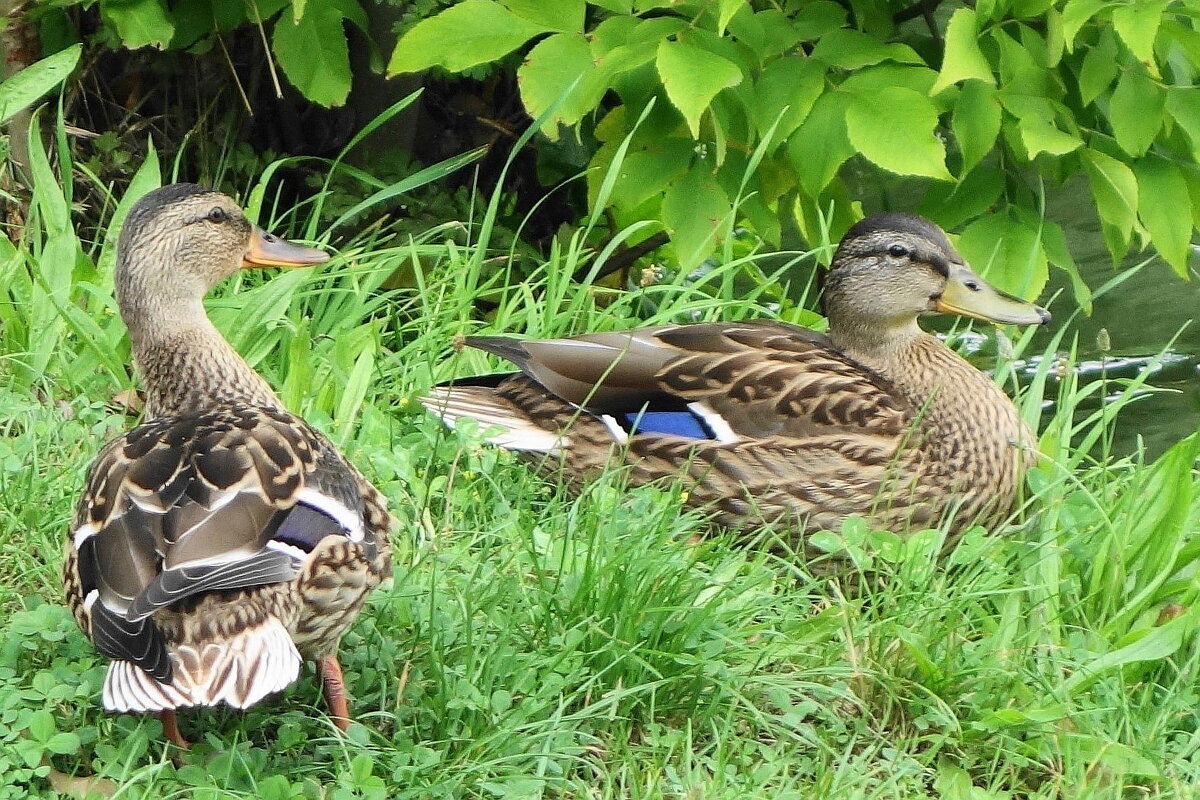 Утки в городском парке - Рита Симонова