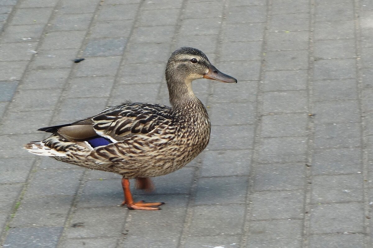 Утки в городском парке - Рита Симонова Утки в городском парке - Рита Симонова