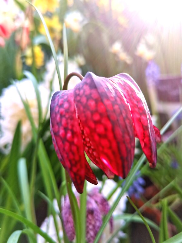 Тюльпан - Любимова Ольга 