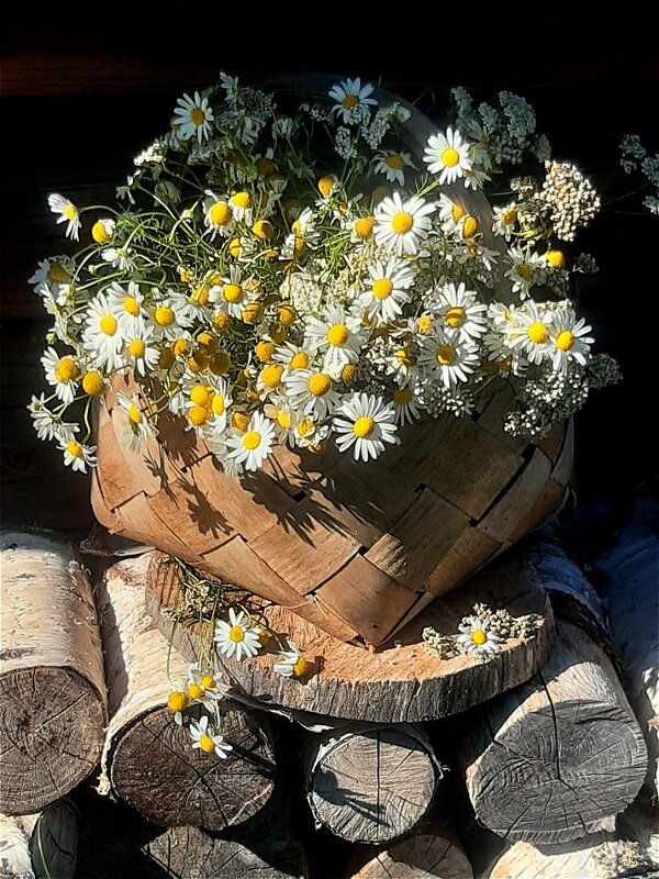 Ромашки! - Нина Андронова