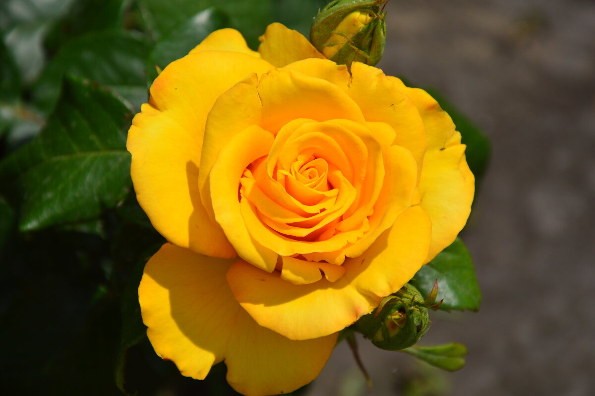 *** - Виктор *** - Виктор