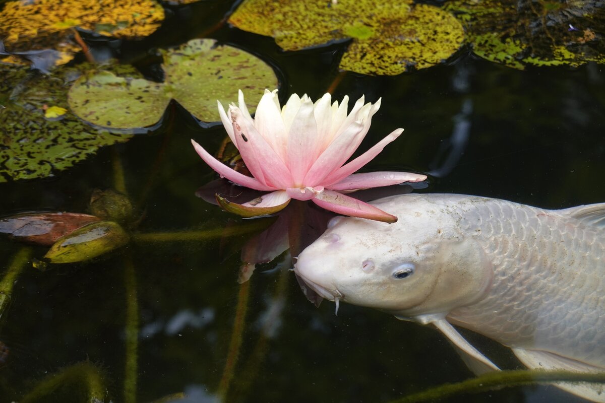 ...любительница прекрасного!... - Галина 