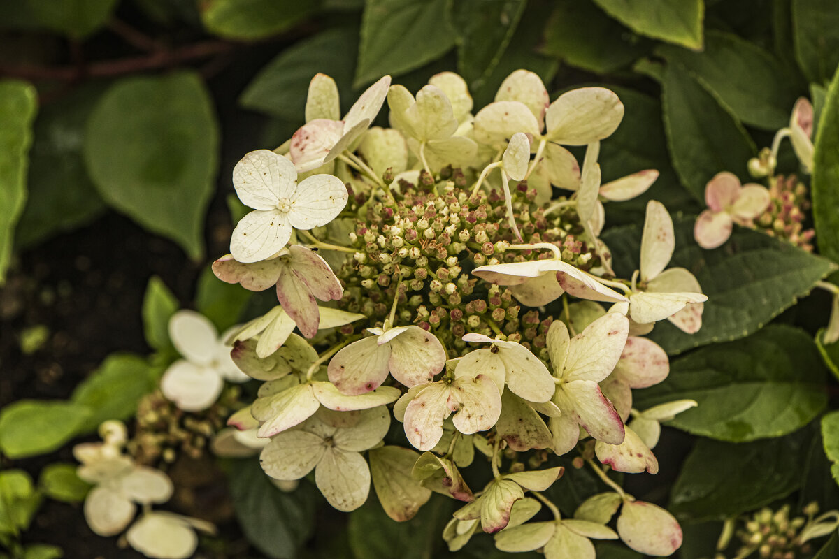 Начало августа. - Петр Беляков Начало августа. - Петр Беляков