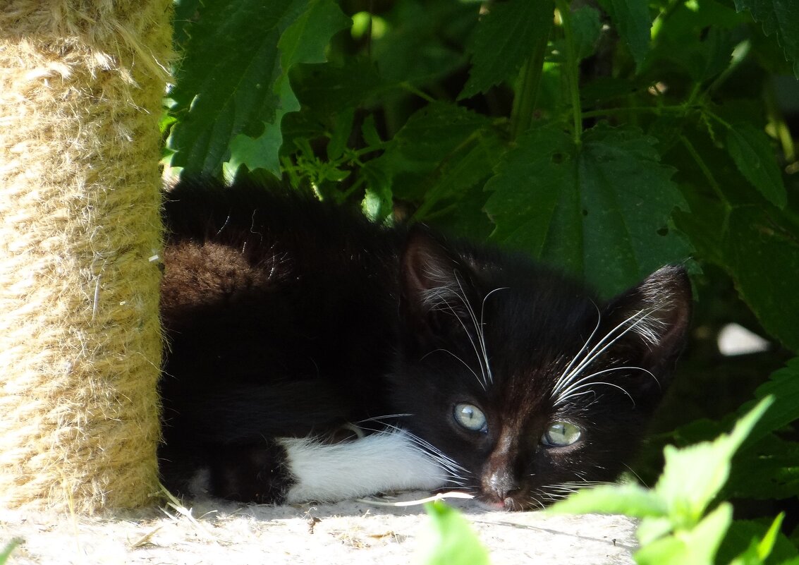 Котенок в домике - Антонина Гугаева