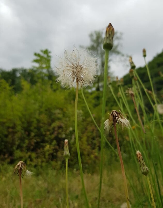 ОДУВАНЧИК - Tata Wolf