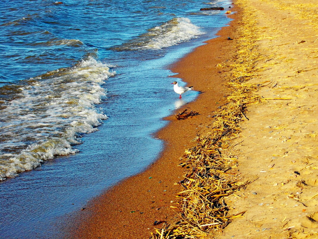 Навстречу волне. - Лия ☼